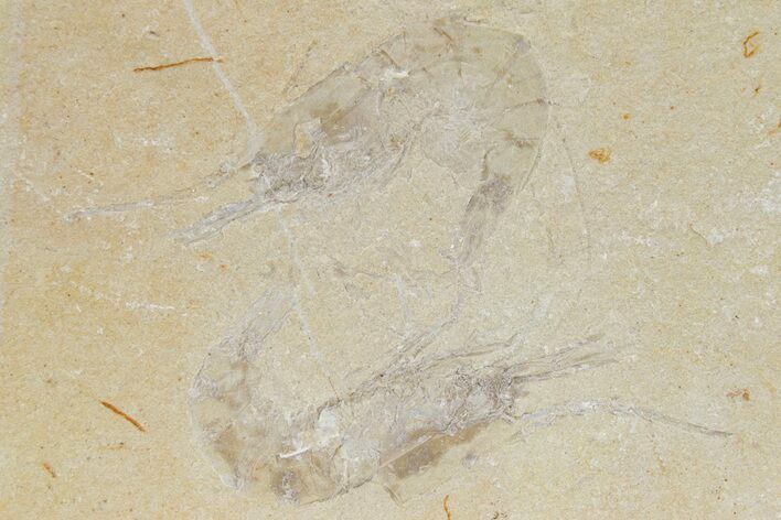 Two Cretaceous Fossil Shrimp - Lebanon #236040